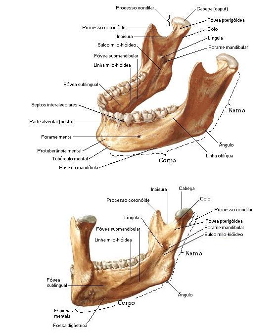 1 pçs dental baixo maxilar mandíbula tecido mandíbula anatômico